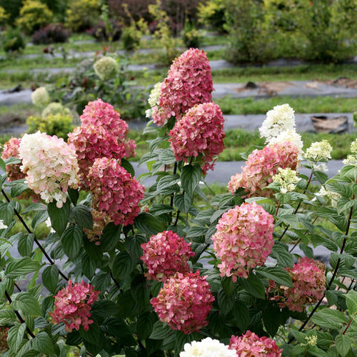 Hydrangea Fire Light