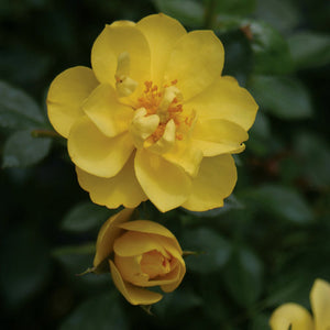 Rose Oso Easy Lemon Zest