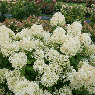 Hydrangea Puffer Fish