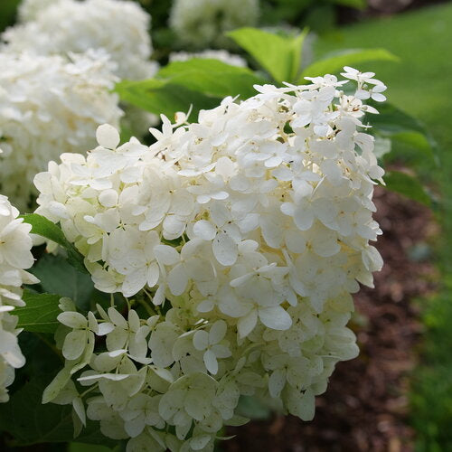 Hydrangea Puffer Fish