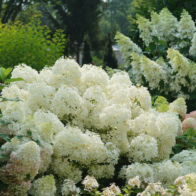 Hydrangea Puffer Fish