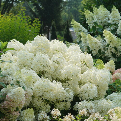 Hydrangea Puffer Fish