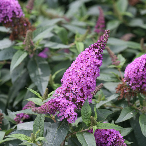 Buddleia Pugster Periwinkle