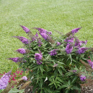 Buddleia Pugster Periwinkle