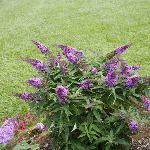 Buddleia Pugster Periwinkle