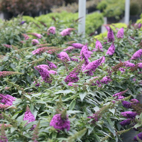 Buddleia Pugster Periwinkle