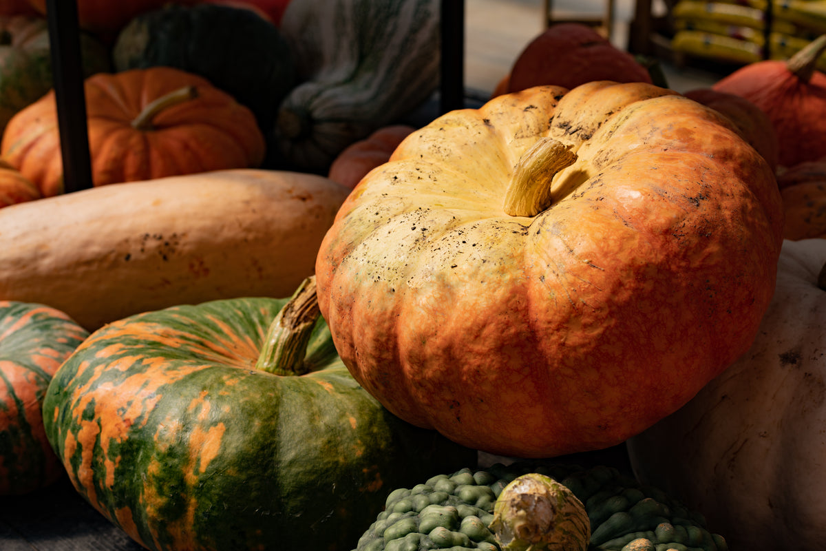 Heirloom Pumpkin Large
