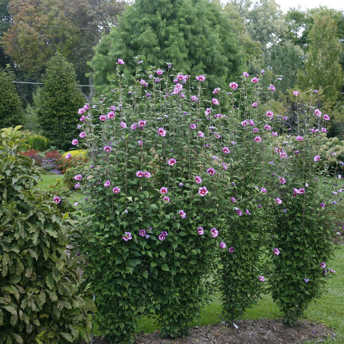 Althea Purple PIllar, Rose of Sharon