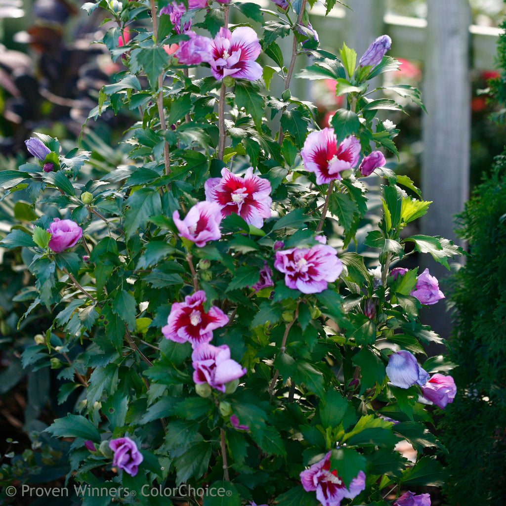 Althea Purple PIllar, Rose of Sharon