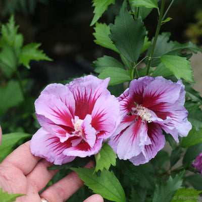Althea Purple PIllar, Rose of Sharon