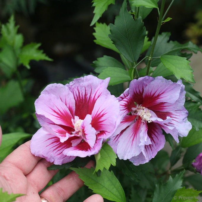 Althea Purple PIllar, Rose of Sharon