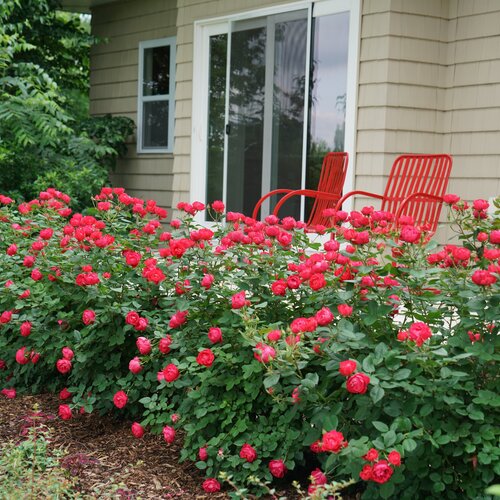 Rose Oso Easy Double Red