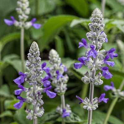 Salvia Rockin Playin the Blues - 4.25" Proven Winners Annual