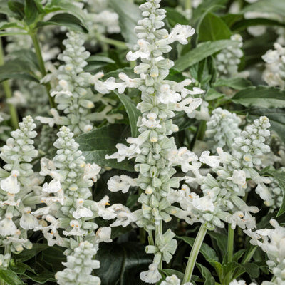 Salvia Unplugged White - 4.25" Proven Winners Annual