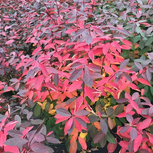 Itea Scentlandia Sweetspire