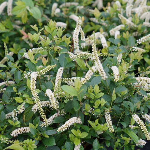 Itea Scentlandia Sweetspire