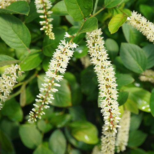 Itea Scentlandia Sweetspire