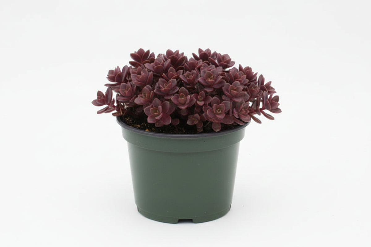 Sedum Stonecrop Sunsparkler Firecracker - 6" Perennial