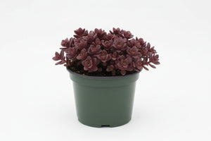 Sedum Stonecrop Sunsparkler Firecracker - 6" Perennial