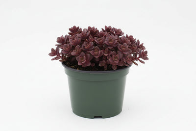 Sedum Stonecrop Sunsparkler Firecracker - 6" Perennial