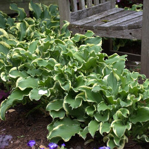 Hosta Plantain Lily Shadowland Wheee