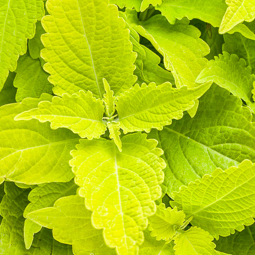 Coleus Colorblaze Lime Time - 4.25" Proven Winners Annual