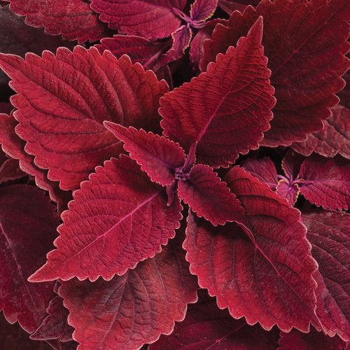 Coleus Colorblaze Rediculous - 4.25" Proven Winners Annual