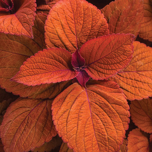 Coleus Colorblaze Sedona Sunset - 4.25" Proven Winners Annual