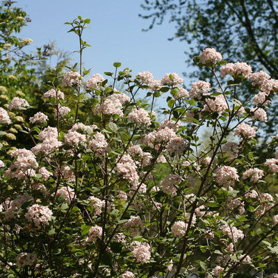 Viburnum Spice Girl