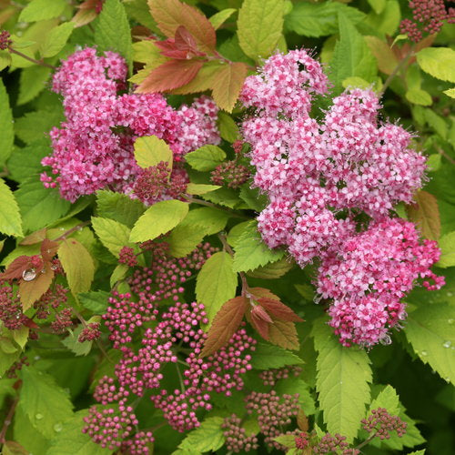 Spirea Double Play Big Bang