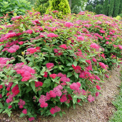 Spirea Double Play Doozie