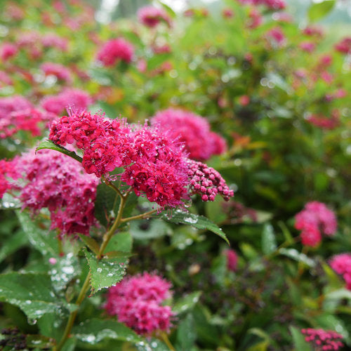 Spirea Double Play Doozie