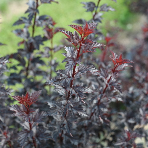 Physocarpus Summer Wine Black