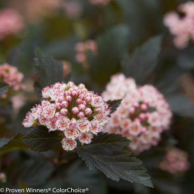 Physocarpus Summer Wine