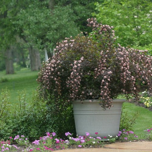 Physocarpus Summer Wine