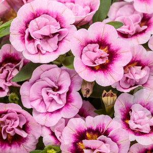 Calibrachoa Superbells Double Smitten Pink - 4.25" Proven Winners Annual