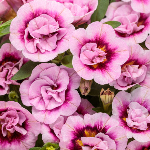 Calibrachoa Superbells Double Smitten Pink - 4.25" Proven Winners Annual