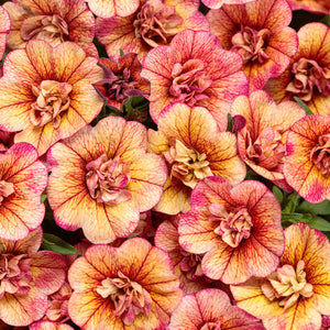 Calibrachoa Superbells Double Vintage Coral - 4.25" Proven Winners Annual