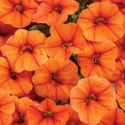 Calibrachoa Superbells Dreamsicle - 4.25" Proven Winners Annual