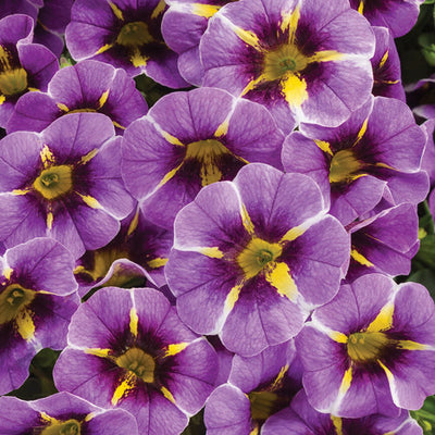 Superbells® Evening Star™ Calibrachoa hybrid - 4.25" Proven Winners Annual