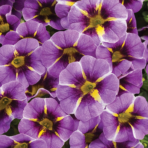 Superbells® Evening Star™ Calibrachoa hybrid - 4.25" Proven Winners Annual