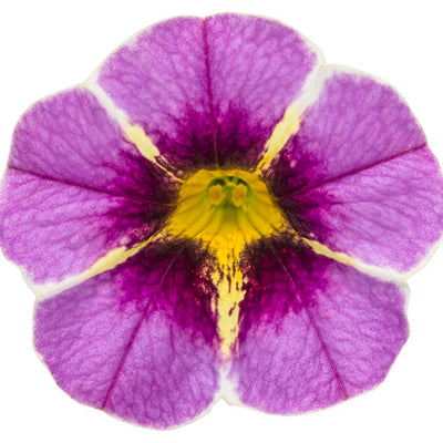 Superbells® Evening Star™ Calibrachoa hybrid - 4.25" Proven Winners Annual