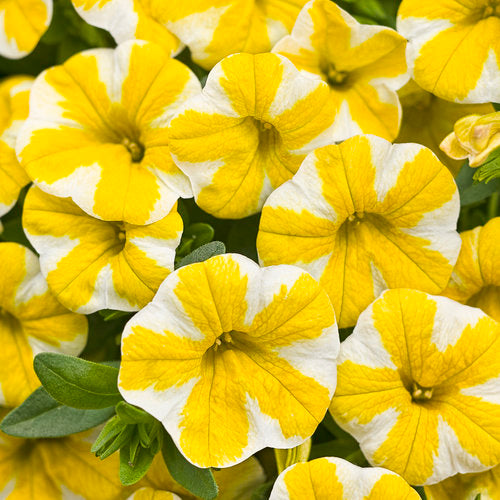 Calibrachoa Superbells Lemon Slice - 4.25" Proven Winners Annual