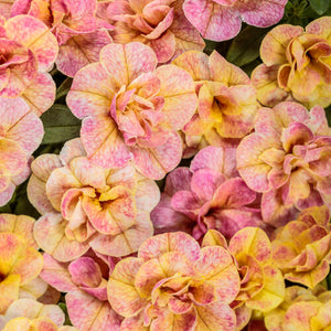 Calibrachoa Superbells Magic Grapefruit Double - 4.25" Proven Winners Annual