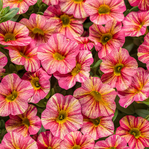 Calibrachoa Superbells Tropical Sunrise - 4.25" Proven Winners Annual