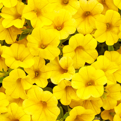 Calibrachoa Superbells Yellow - 4.25" Proven Winners Annual