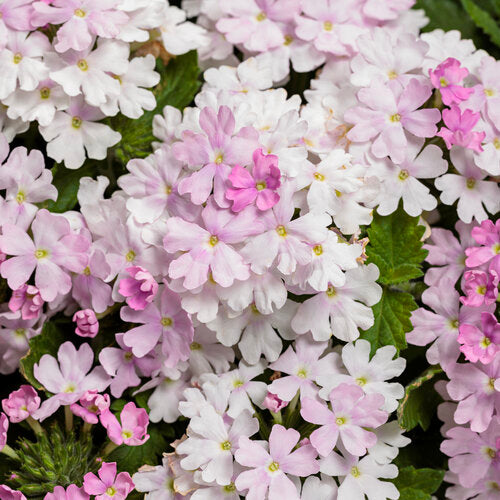 Verbena Superbena Pink Cashmere - 4.25" Proven Winners Annual