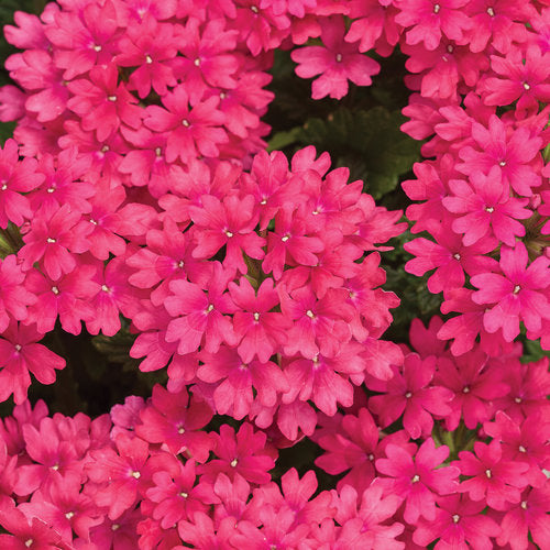 Verbena Superbena Raspberry - 4.25" Proven Winners Annual