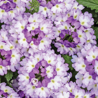 Verbena Superbena Sparkling Amethyst - 4.25" Proven Winners Annual