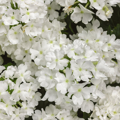 Verbena Superbena Whiteout - 4.25" Proven Winners Annual